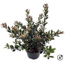 Buntlaubige Stachelblättrige Duftblüte Osmanthus heterophyllus im schwarzen Kunststofftopf mit gezähnten grün-weißen Blättern. (Image AI modified or generated)