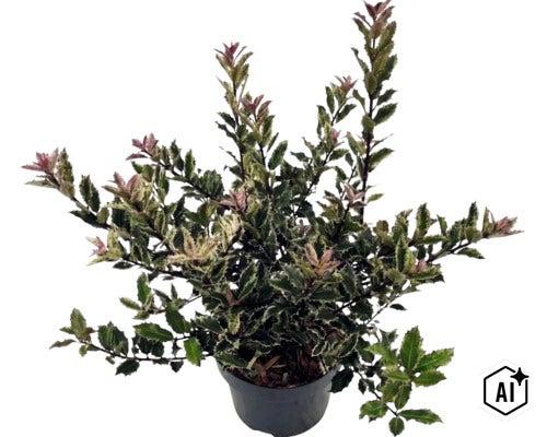 Buntlaubige Stachelblättrige Duftblüte Osmanthus heterophyllus im schwarzen Kunststofftopf mit gezähnten grün-weißen Blättern. (Image AI modified or generated)