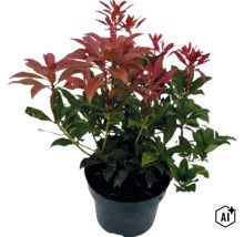 Lavendelheide Pieris japonica mit grünen Blättern und rotem Austrieb im schwarzen Pflanztopf (Image AI modified or generated)