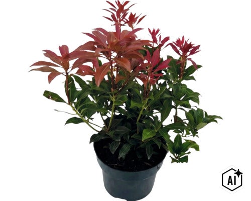 Lavendelheide Pieris japonica mit grünen Blättern und rotem Austrieb im schwarzen Pflanztopf (Image AI modified or generated)