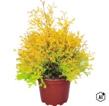 Immergrüner Lebensbaum Thuja mit gelb-grünen Nadeln in einem braunen Pflanztopf. (Image AI modified or generated)