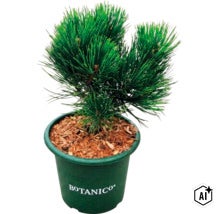 Zwergkiefer in einem grünen Kunststofftopf mit Botanico Logo, Erde mit Holzmulch bedeckt. (Image AI modified or generated)