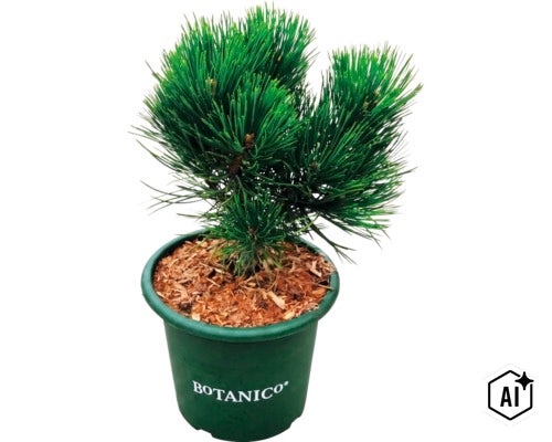 Zwergkiefer in einem grünen Kunststofftopf mit Botanico Logo, Erde mit Holzmulch bedeckt. (Image AI modified or generated)