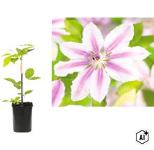Clematis Waldrebe mit weiß-violett gestreiften Blüten im schwarzen Topf mit Stützstab. (Image AI modified or generated)