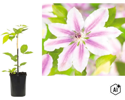 Clematis Waldrebe mit weiß-violett gestreiften Blüten im schwarzen Topf mit Stützstab. (Image AI modified or generated)