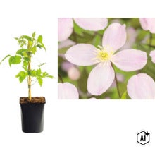 Clematis Kletterpflanze im schwarzen Kulturtopf mit Bambusstab sowie Nahaufnahme der hellvioletten, vierblättrigen Blüte mit gelber Mitte. (Image AI modified or generated)