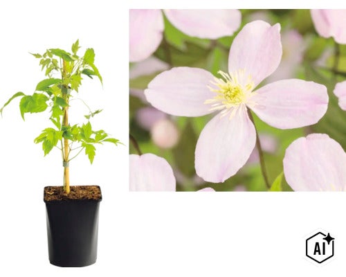 Clematis Kletterpflanze im schwarzen Kulturtopf mit Bambusstab sowie Nahaufnahme der hellvioletten, vierblättrigen Blüte mit gelber Mitte. (Image AI modified or generated)