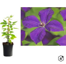 Clematis Waldrebe im Topf mit Rankhilfe und Nahaufnahme einer violetten Blüte. (Image AI modified or generated)