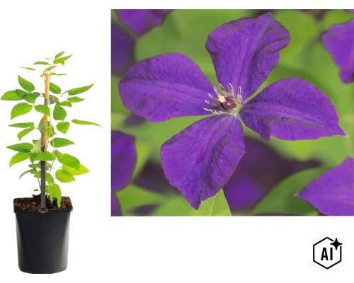 Clematis Waldrebe im Topf mit Rankhilfe und Nahaufnahme einer violetten Blüte. (Image AI modified or generated)