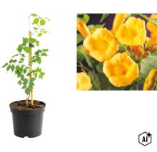 Gelb blühende Klettertrompete Campsis radicans im Pflanztopf mit Nahaufnahme der trichterförmigen Blüten. (Image AI modified or generated)