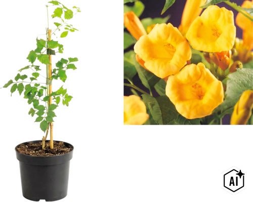Gelb blühende Klettertrompete Campsis radicans im Pflanztopf mit Nahaufnahme der trichterförmigen Blüten. (Image AI modified or generated)