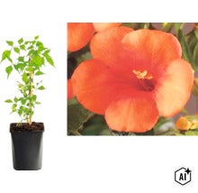 Klettertrompete Campsis radicans im Topf mit Detailansicht einer orangefarbenen Blüte. (Image AI modified or generated)