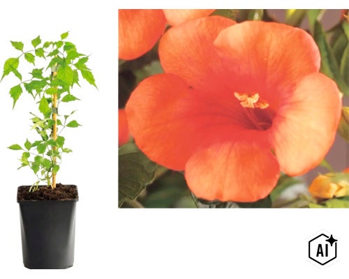 Klettertrompete Campsis radicans im Topf mit Detailansicht einer orangefarbenen Blüte. (Image AI modified or generated)