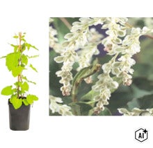 Schlingknöterich im Topf mit Rankhilfe und Detailaufnahme der weißen Blüten. (Image AI modified or generated)