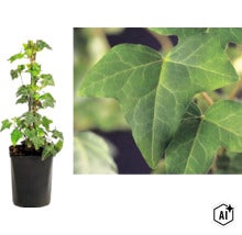 Efeu Hedera helix am Stab im Topf mit Nahaufnahme der charakteristischen gelappten Blätter. (Image AI modified or generated)