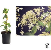 Kletterhortensie Hydrangea anomala petiolaris im Topf und eine Nahaufnahme der Blüten. (Image AI modified or generated)