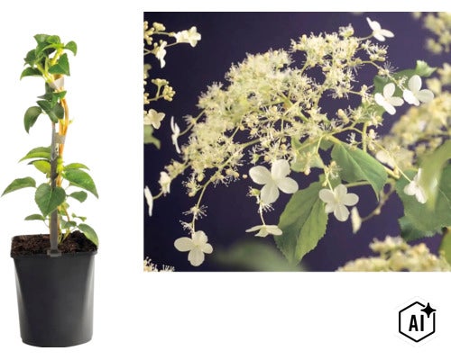 Kletterhortensie Hydrangea anomala petiolaris im Topf und eine Nahaufnahme der Blüten. (Image AI modified or generated)