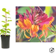 Kletterpflanze Geißblatt Lonicera im Topf mit Rankstab und Nahaufnahme der rosa und gelben Blüten. (Image AI modified or generated)