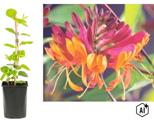 Kletterpflanze Geißblatt Lonicera im Topf mit Rankstab und Nahaufnahme der rosa und gelben Blüten. (Image AI modified or generated)