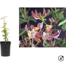 Geißblatt (Lonicera) im Topf mit Rankhilfe und Nahaufnahme der röhrenförmigen Blüten. (Image AI modified or generated)