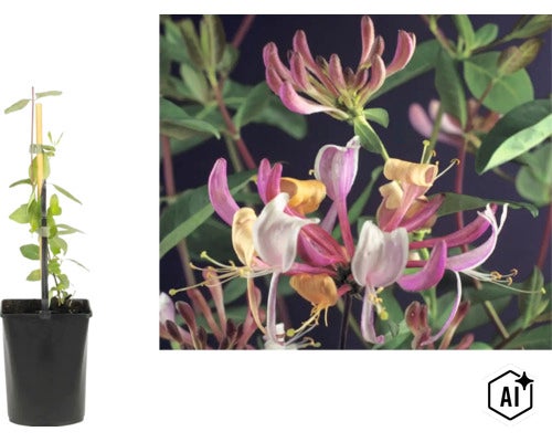 Geißblatt (Lonicera) im Topf mit Rankhilfe und Nahaufnahme der röhrenförmigen Blüten. (Image AI modified or generated)