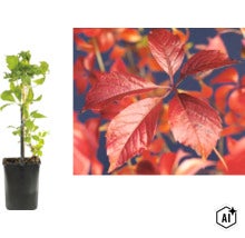 Wilder Wein Parthenocissus quinquefolia im Topf und Detailaufnahme der roten Herbstblätter. (Image AI modified or generated)