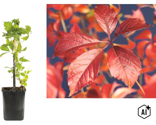 Wilder Wein Parthenocissus quinquefolia im Topf und Detailaufnahme der roten Herbstblätter. (Image AI modified or generated)