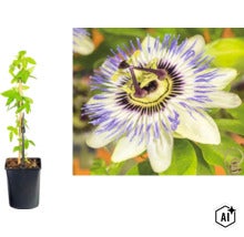 Passionsblume (Passiflora caerulea) im schwarzen Kunststofftopf mit Rankhilfe sowie Nahaufnahme der blau-weißen Blüte. (Image AI modified or generated)