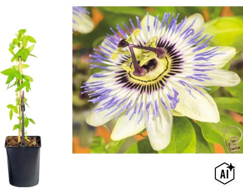 Passionsblume (Passiflora caerulea) im schwarzen Kunststofftopf mit Rankhilfe sowie Nahaufnahme der blau-weißen Blüte. (Image AI modified or generated)