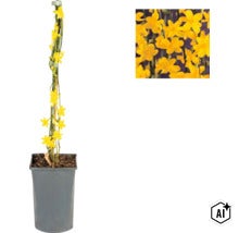 Winterjasmin Jasminum nudiflorum in quadratischem grauen Kunststofftopf, an Bambusstab fixiert, mit Detailansicht der gelben Blüten. (Image AI modified or generated)