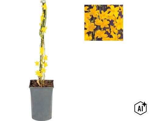 Winterjasmin Jasminum nudiflorum in quadratischem grauen Kunststofftopf, an Bambusstab fixiert, mit Detailansicht der gelben Blüten. (Image AI modified or generated)
