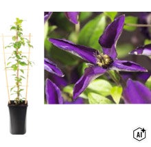Waldrebe Clematis im Topf mit Rankhilfe und Detailaufnahme der violetten Blüte. (Image AI modified or generated)