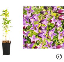 Clematis Kletterpflanze im schwarzen Topf mit Rankhilfe und Detailaufnahme der violetten, glockenförmigen Blüten. (Image AI modified or generated)