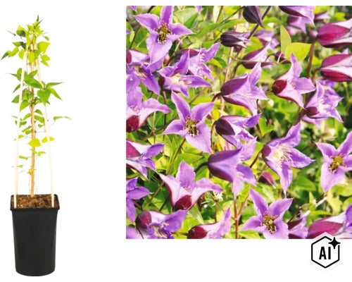 Clematis Kletterpflanze im schwarzen Topf mit Rankhilfe und Detailaufnahme der violetten, glockenförmigen Blüten. (Image AI modified or generated)
