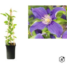 Waldrebe Clematis mit lila Blüte im Topf mit Rankhilfe aus Bambus und Detailansicht der Blüte. (Image AI modified or generated)