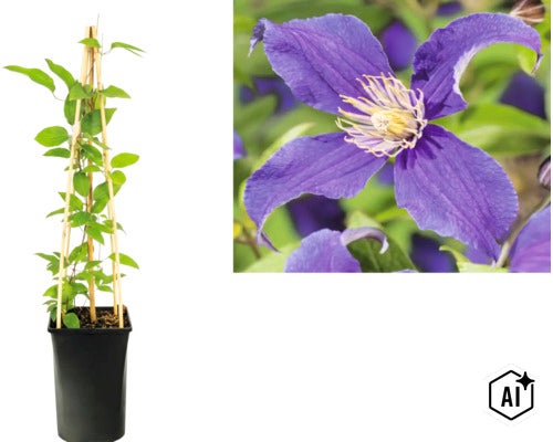 Waldrebe Clematis mit lila Blüte im Topf mit Rankhilfe aus Bambus und Detailansicht der Blüte. (Image AI modified or generated)