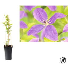 Waldrebe Clematis im schwarzen Topf mit Rankhilfe aus Holz und Detailansicht einer violetten Blüte. (Image AI modified or generated)