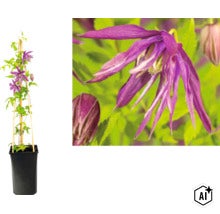 Clematis Alpen-Waldrebe im schwarzen Topf mit Bambusstäben als Rankhilfe und Nahaufnahme der violetten Blüte. (Image AI modified or generated)