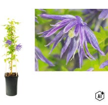 Alpenwaldrebe Clematis macropetala im Topf an Rankhilfe und Detailansicht der violetten Blüte. (Image AI modified or generated)