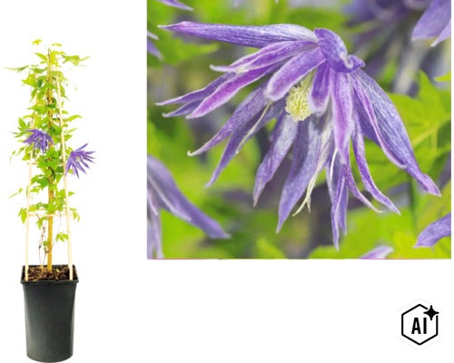 Alpenwaldrebe Clematis macropetala im Topf an Rankhilfe und Detailansicht der violetten Blüte. (Image AI modified or generated)