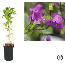 Clematis Waldrebe im Pflanztopf mit Rankhilfe aus Holz und Detailansicht der glockenförmigen Blüten. (Image AI modified or generated)
