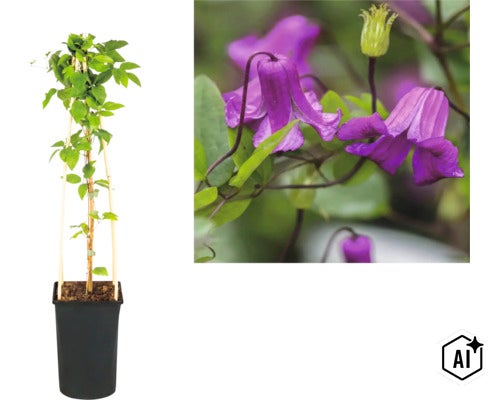 Clematis Waldrebe im Pflanztopf mit Rankhilfe aus Holz und Detailansicht der glockenförmigen Blüten. (Image AI modified or generated)