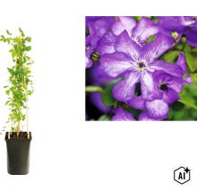 Clematis Waldrebe in einem hohen schwarzen Topf mit hölzerner Rankhilfe und Detailansicht der violetten Blüten. (Image AI modified or generated)