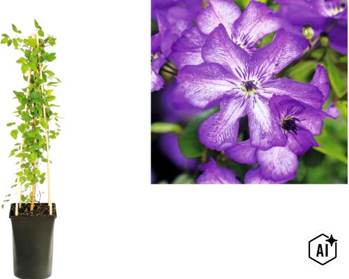 Clematis Waldrebe in einem hohen schwarzen Topf mit hölzerner Rankhilfe und Detailansicht der violetten Blüten. (Image AI modified or generated)