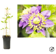 Waldrebe Clematis im schwarzen Topf mit hölzerner Rankhilfe und eine Nahaufnahme der gefüllten violett-gelben Blüte. (Image AI modified or generated)