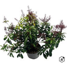 Schattenglöckchen Pieris japonica im Topf mit grünen Blättern und dunklen Blütenknospen. (Image AI modified or generated)