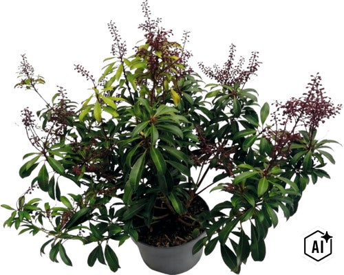 Schattenglöckchen Pieris japonica im Topf mit grünen Blättern und dunklen Blütenknospen. (Image AI modified or generated)