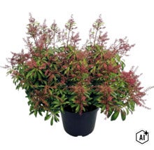 Schattenglöckchen Pieris japonica mit rötlichen Blütenknospen und grünen Blättern im schwarzen Topf. (Image AI modified or generated)