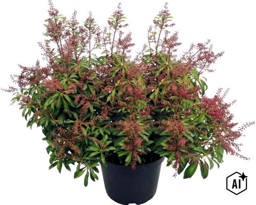 Schattenglöckchen Pieris japonica mit rötlichen Blütenknospen und grünen Blättern im schwarzen Topf. (Image AI modified or generated)