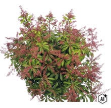 Japanische Lavendelheide Pieris japonica mit grünen Blättern und rötlichen Blütenrispen. (Image AI modified or generated)